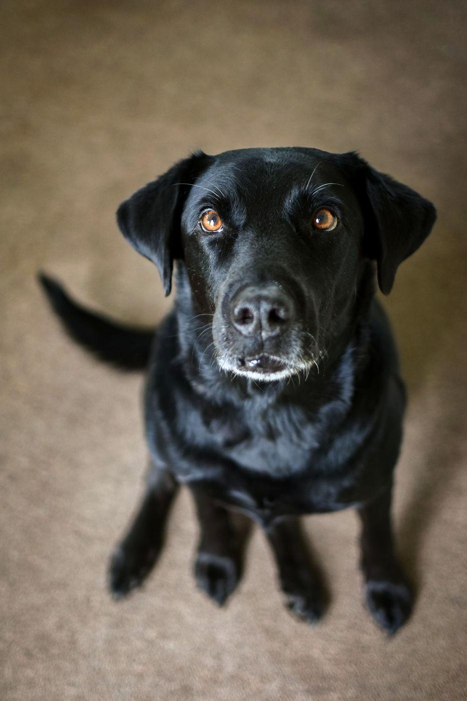 Black Labrador looking up from a gray rug