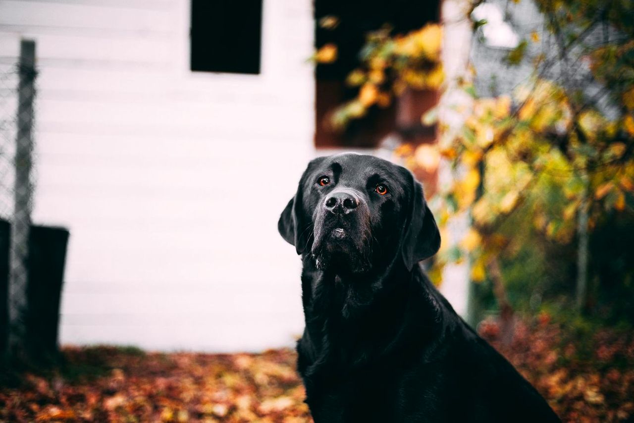 Black Labrador sitting upright among fall leaves
