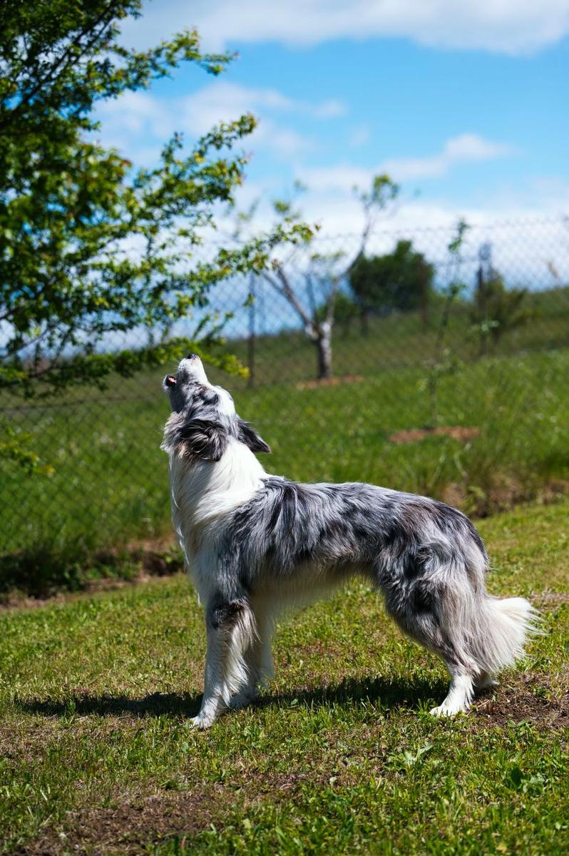 Blue merle dog howling on a grassy hill