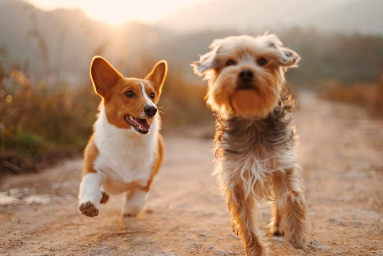 Corgi and terrier running along a country path at sunset