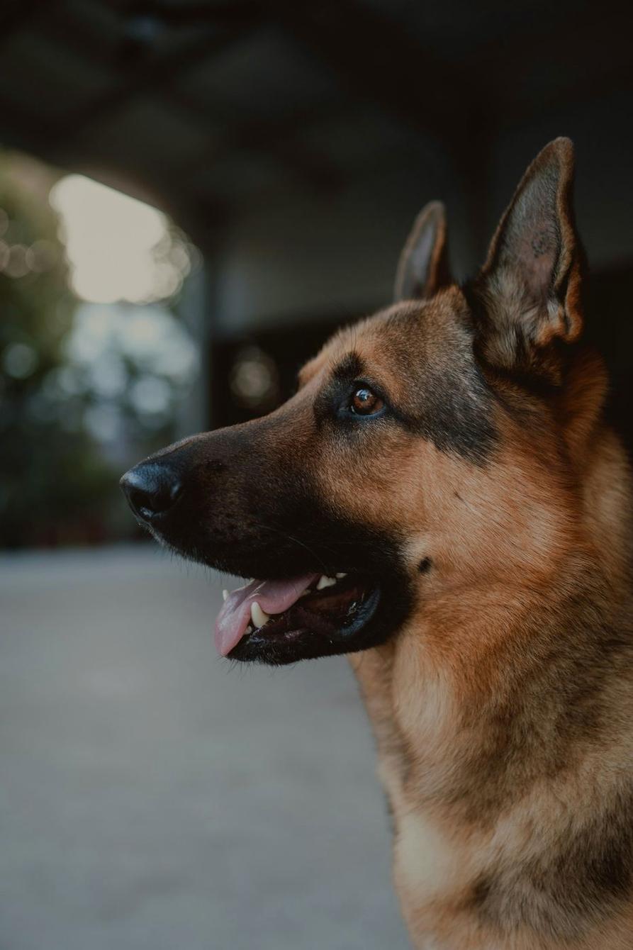 German Shepherd in profile in a barn doorway