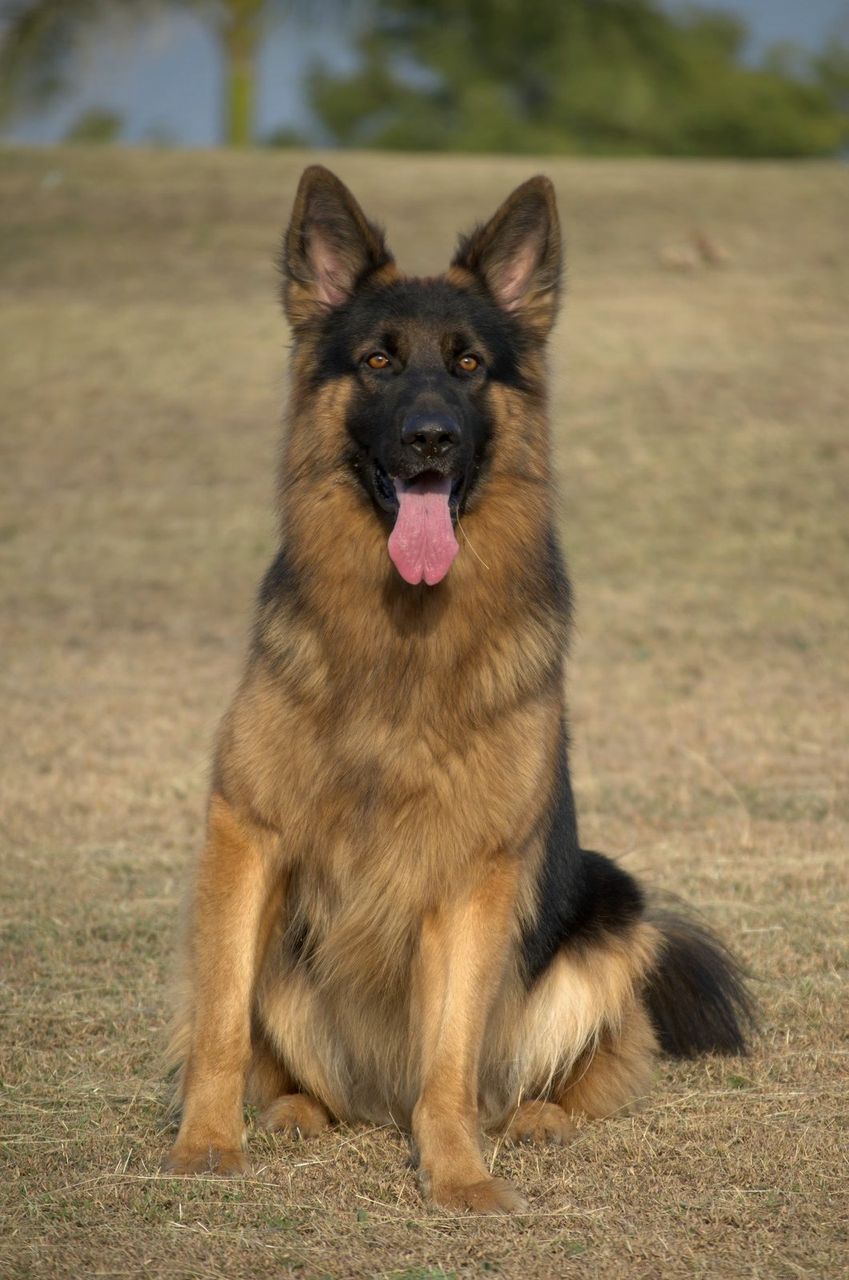 German Shepherd sitting upright on dry grass, tongue out, facing the camera