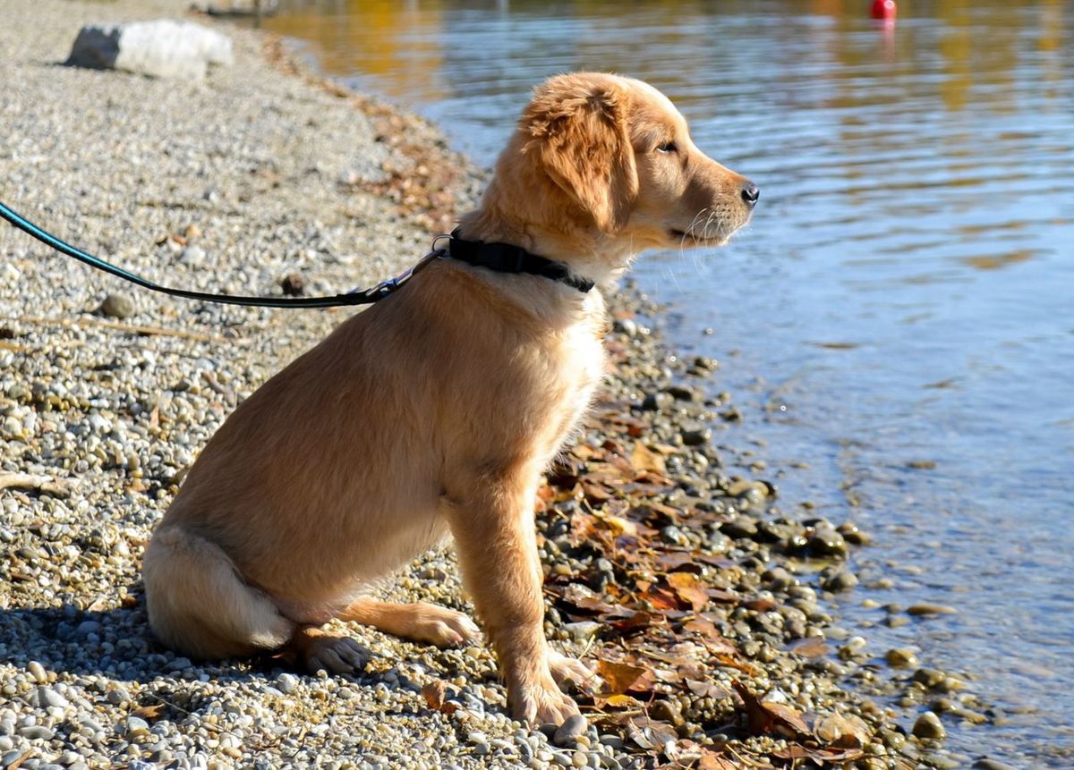 Golden dog sitting on a pebble shore beside the water