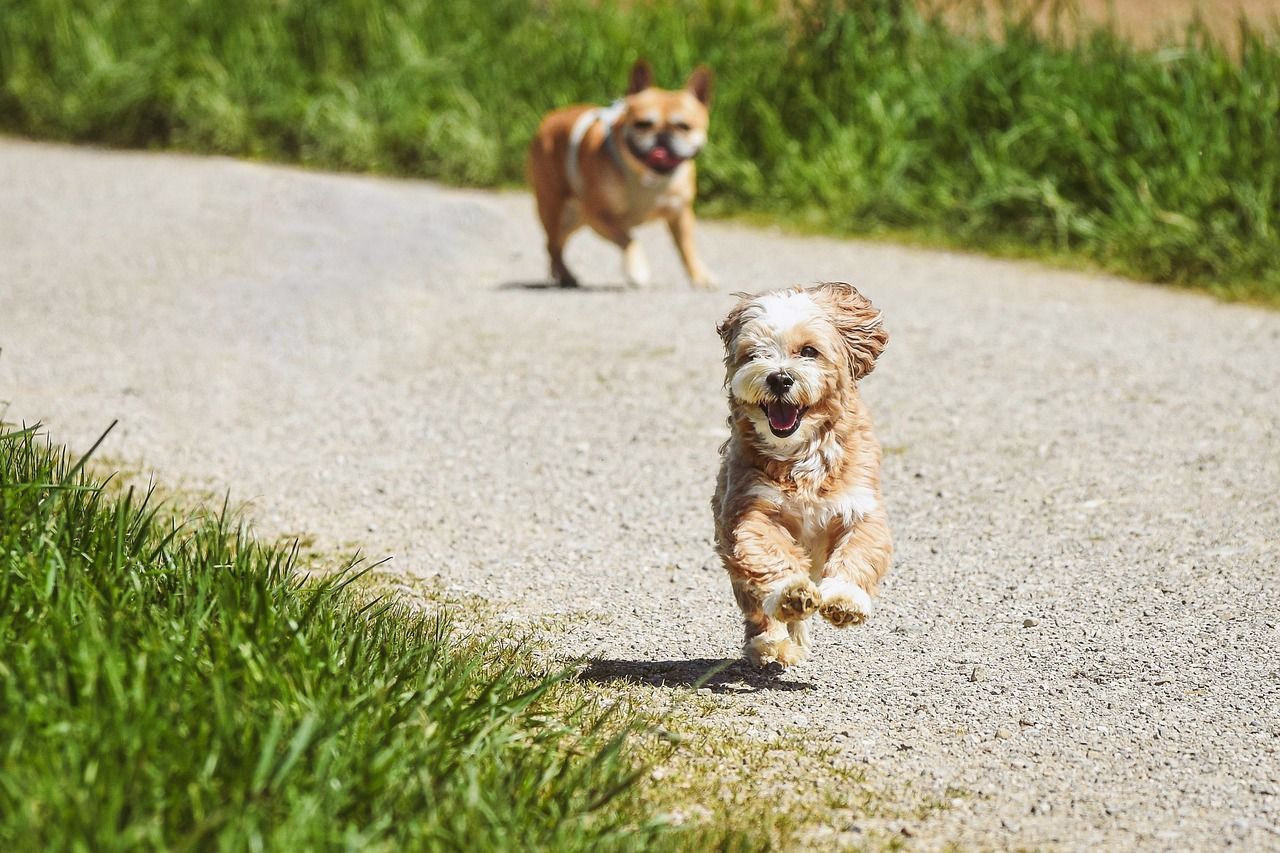 Two small dogs trotting along a country path