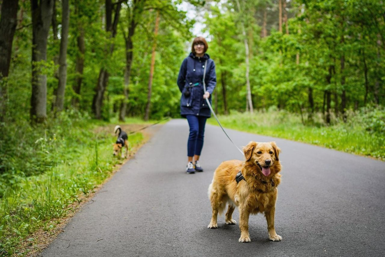 A woman walking a golden retriever on a forest road